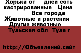   Хорьки от 35 дней есть кастрированные › Цена ­ 2 000 - Все города Животные и растения » Другие животные   . Тульская обл.,Тула г.
